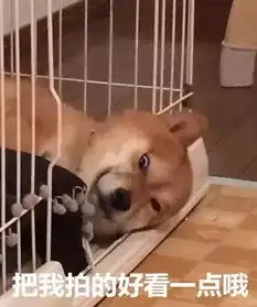 哈士奇大战柴犬,快进来收表情包啦

