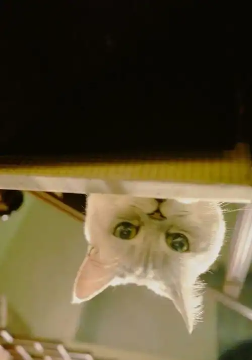 可爱到炸裂的猫咪,她镜头里这些魔性十足的表情包
