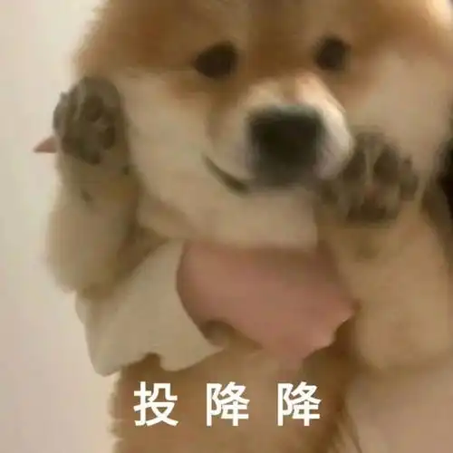 贱兮兮柴犬表情包
