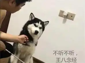 二哈拆家被教训,刚想原谅它抬头一看
