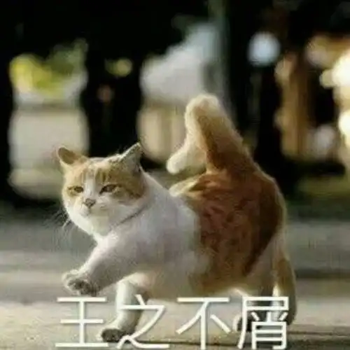 有哪些可爱的猫猫表情包
