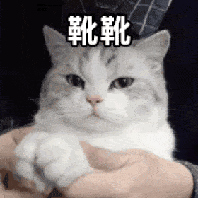 第67期喵表情此猫拉屎中,勿看勿进
