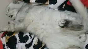这可能是up这辈子最难忘的一次视频,不纯玫瑰的克星
