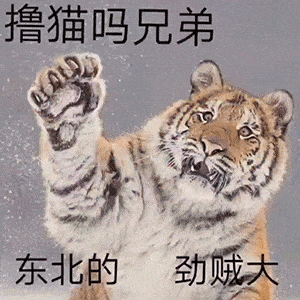 抖音最近热门表情包合集,又萌又可爱

