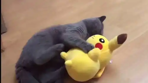 猫咪对皮卡丘动手了
