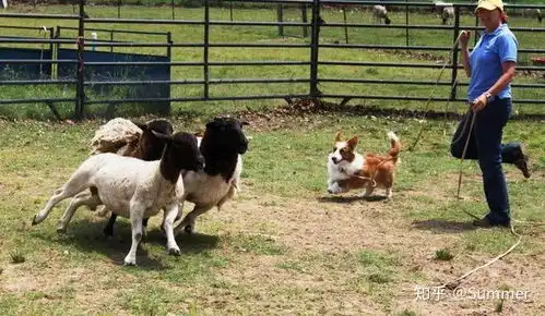 这些狗狗曾经是工作犬你居然不知道它有多厉害