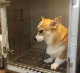 小柯基被强迫洗澡后,看主人的眼神都不一样了
