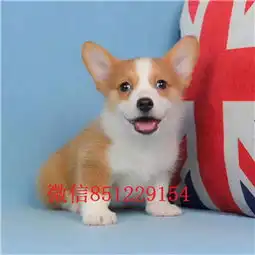 正规犬舍出售顶级通脖通缝短粗腿火车头三通柯基犬幼犬