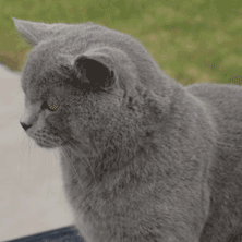 笑死,蓝猫一夜骑5只母猫,累到住院打葡萄糖
