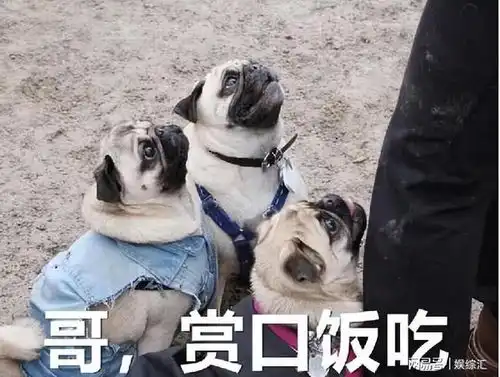 这几个行为狗狗会认为,你要抛弃它了
