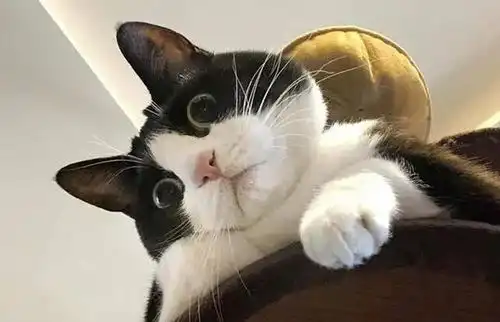 朋友都羡慕我有只奶牛猫,而我却哭了
