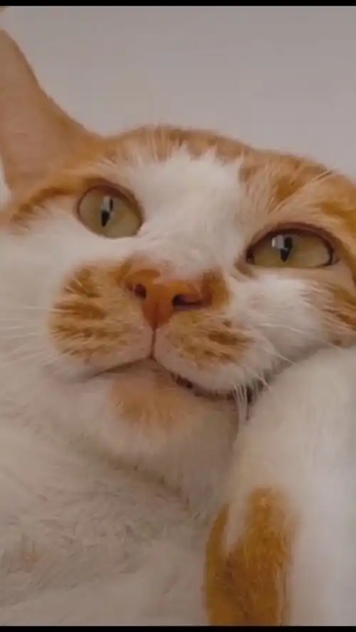 宠物表情包小猫咪表情包
