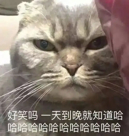 为什么很多人聊天都喜欢用猫咪表情包附最全猫咪表情包
