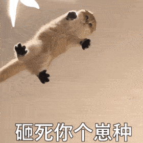 聊天表情包动态猫狗表情包39
