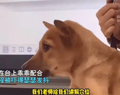兽医学生表情包兽医