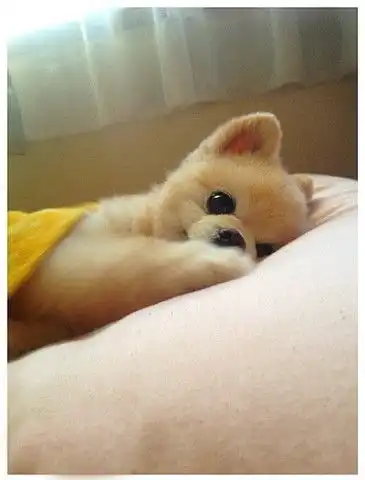 狗狗俊介的日常近况3
