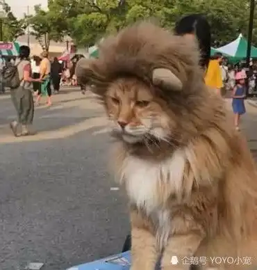 街边惊现一头小狮子,过路人害怕靠边行走,回头看到正面笑喷了
