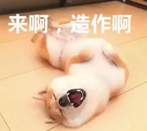 大家有没有什么表情包啊柴犬的,新一点的
