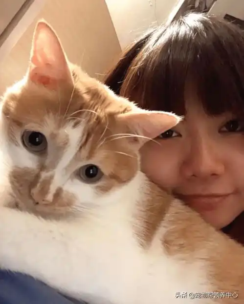 猫咪被吓的竟飞扑到男主人怀里,表情委屈,惹人怜爱
