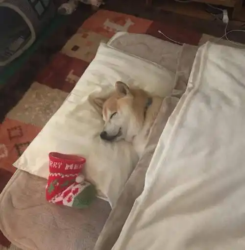 圣诞节给柴犬准备袜子,等到狗子醒来表情惊讶,圣诞老人送的礼物
