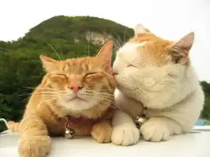 猫咪为何要做绝育,一定要绝育么科学养猫陪,伴你的猫度过一生
