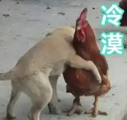 鸡年当然要用鸡的表情包啦
