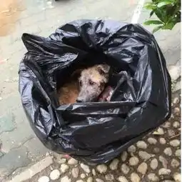 一只狗狗被保安打得惨叫并塞入垃圾桶,被救时差点被处理了
