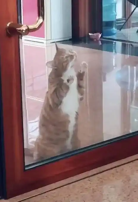 猫咪站在门前舔玻璃,被主人发现后,猫的表情让人笑喷,喵谁
