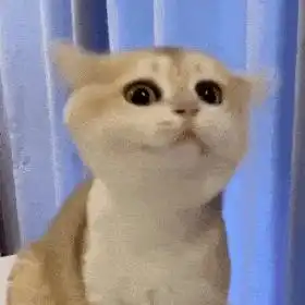 猫咪阴阳怪气表情包你不爱我对不对
