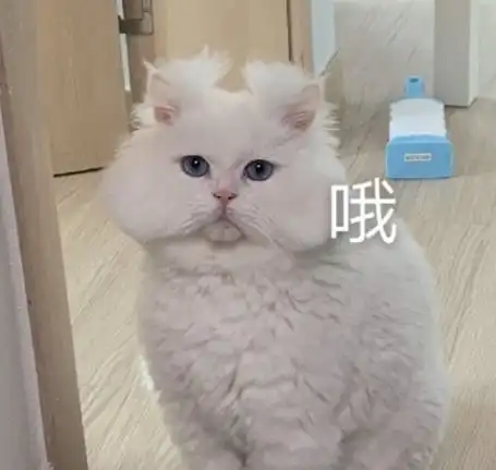 表情包今天我也是一只棒棒的小猫咪
