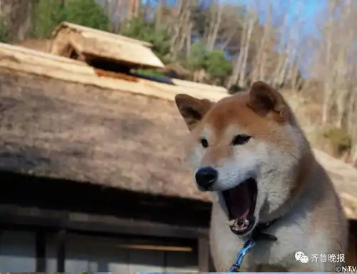 柴犬表情包搞笑北登