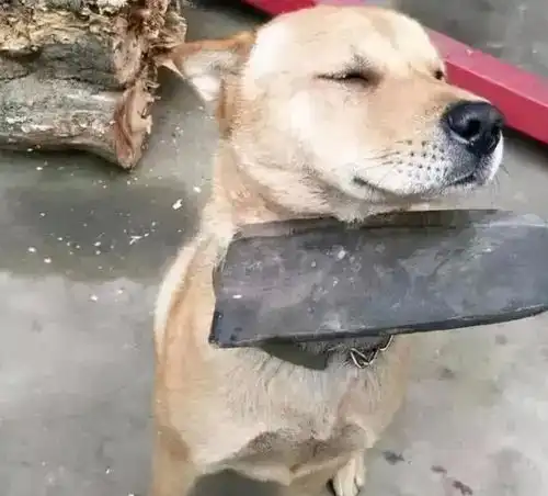 14张狗子的爆笑尴尬瞬间,你见过几张
