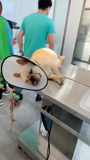 狗子被打了麻药后,竟露出这副表情,把兽医都给气坏了
