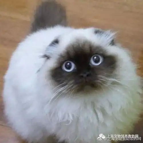 上海宠物领养蓝猫折耳加菲美短银渐层加菲布偶异国短毛猫等义卖三四百筹集救助费用养活我们收养的几百条流浪狗猫
