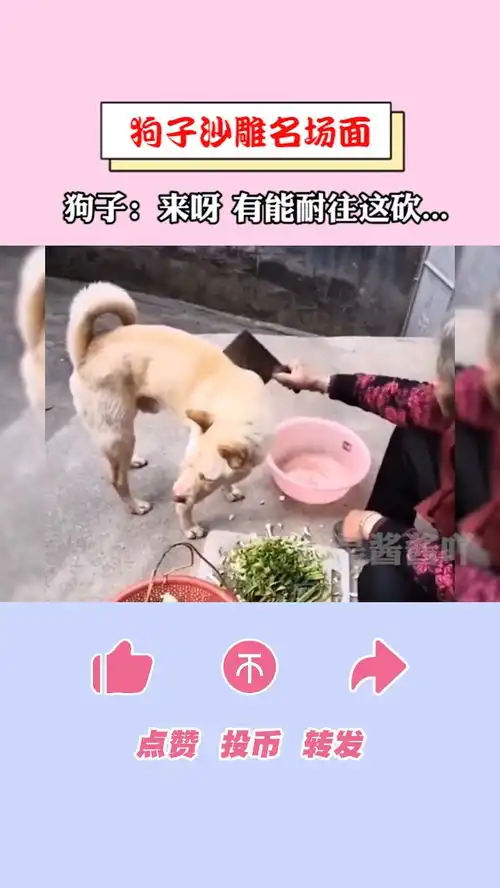 狗子沙雕名场面,原来这个表情包出自这里
