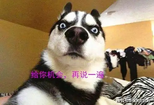 呆萌柴犬陪主人吃饭,表情可爱火爆ins,网友真让人羡慕
