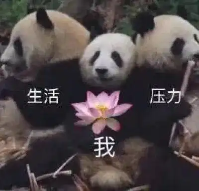 超可爱的熊猫表情包
