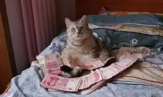理想的生活就是这样了,一只猫,一堆钱
