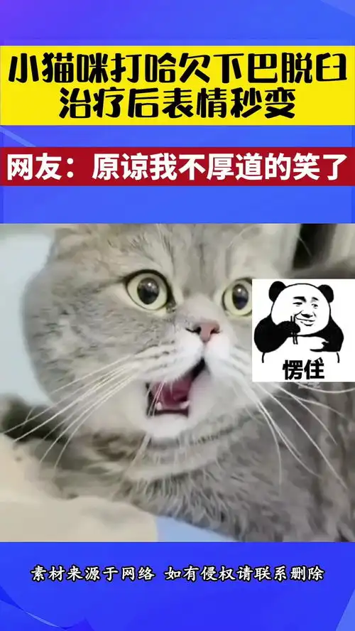 小猫咪打哈欠下巴脱臼,治疗后表情秒变,网友原谅我不厚道的笑了
