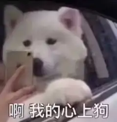 你家汪星人合法吗快给爱犬一个身份吧

