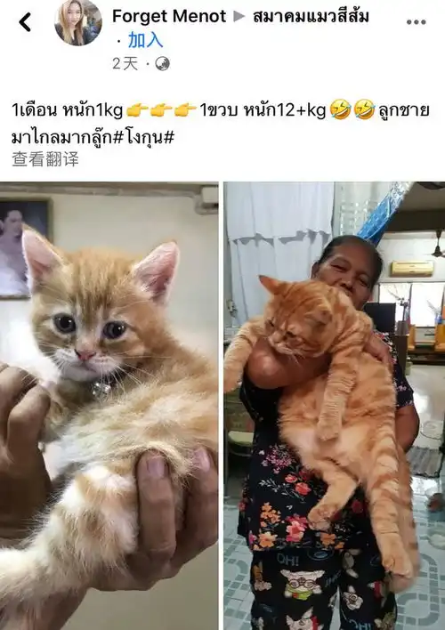 从一只猫长成一只犭苗,只需要一个奶奶
