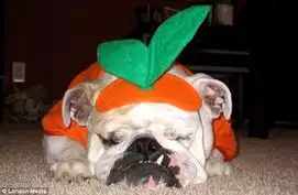 美国萌犬万圣节百变造型乐翻天
