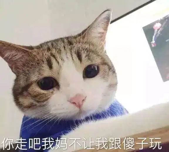 猫咪搞怪高清表情包
