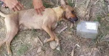 狗狗躺地上一动不动,表情难受,细看后让人忍不住流下了眼泪
