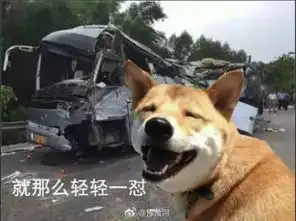 它的表情已成过去这只著名的表情包柴犬去世了
