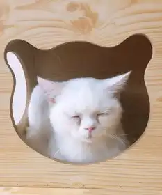 西安这几家猫咖饮品好喝不说猫超萌