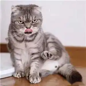 猫咪表情包抖音猫咪