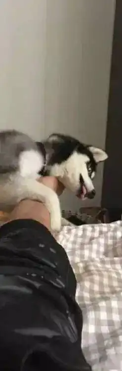 哈士奇无意中舔了主人的臭脚,接下来的表情让人捧腹
