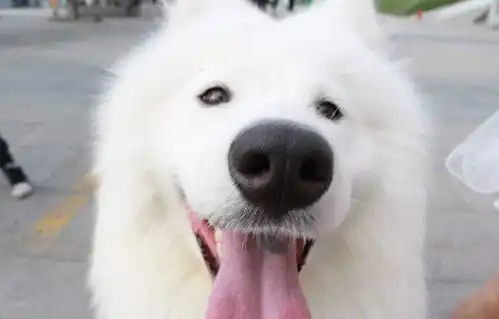 微笑天使萨摩耶真的是在笑吗狗狗的表情还有其他含义
