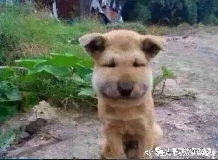 上海宠物领养小主人捅了马蜂窝,小土狗上前为主人挡住马蜂,结果
